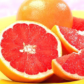 Mua Cây giống cam cara ruột đỏ không hạt ( cây thuần chủng F1 - 15 tháng có trái )