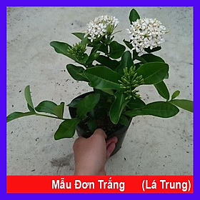 Mua Cây Mẫu Đơn Trắng (Lá Trung) - cây bông trang trắng - cây cảnh vườn + tặng phân bón cho cây