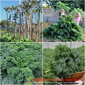 Hạt Giống Rau cải xoăn xanh Kale 20 hạt