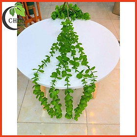 Mua Chùm Lá Rũ Nhân Tạo 5 Nhánh Lá Dài 80cm Trang Trí Ban Công  Tường  Trang Trí Nhà Cửa  Sân Vườn  Lớp Học  Cửa Hàng