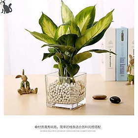 Mua Bình thủy tinh trong suốt khối vuông đa năng
