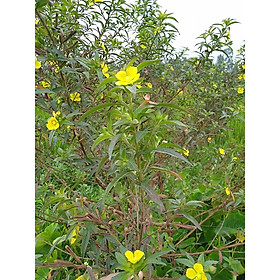 Mua Cây rau mương khô