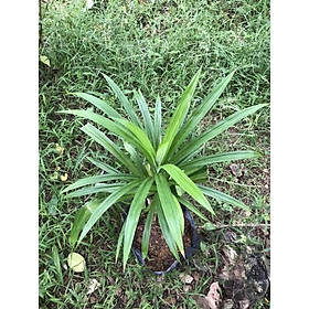 Mua bầu cây lá dứa(lá nếp)thơm bụi to