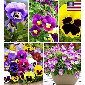 Hạt giống hoa pansy hoa cánh đơn nhiều màu - Gói 50 hạt