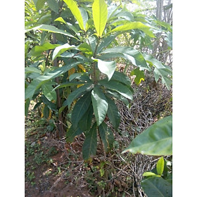 Mua Cây giống lộc vừng hoa to