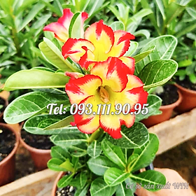 Cây hoa sứ kép Thái Lan màu vàng viền cánh đỏ - Cây chưa có hoa – Mã số 1753
