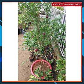 Cây Giống - Cây Lựu Đỏ Siêu Đẹp, Dễ Trồng SAMSON GARDEN
