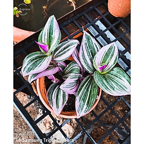 Mua Cây Tradescantia fluminensis Quadricolor (Tricolor)