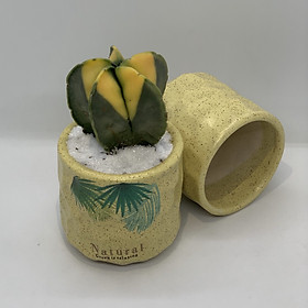 Bộ 2 Chậu Sứ - 7x7x7 Cm - Mầu Be Đậm – Dáng Trụ - Chậu Gốm Bát Tràng Trồng Cây Mini Để Bàn, Sen Đá, Xương Rồng, Cây Cẩm Nhung (Fittonia, May Mắn) & Tiểu Cảnh Terrarium