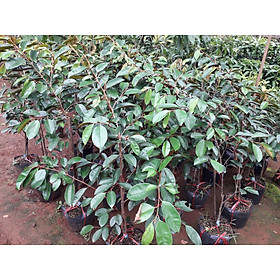 Mua CÂY GIỐNG VÚ SỮA LÒ RÈN TRƯỞNG THÀNH  CAO 2M.   GIÚP TIẾT KIỆM THỜI GIAN TRỒNG - TRỒNG CHẬU ĐƯỢC  