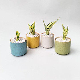 Cây lưỡi hổ thái mini để bàn, cây phong thủy đẹp