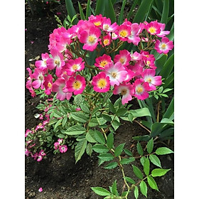 Hoa hồng ngoại SANJITH ROSE hồng  cánh đơn -bầu cây giống phát triển ổn định