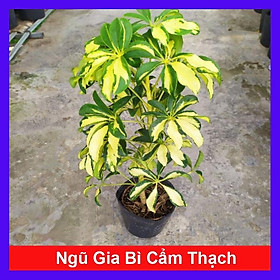 Cây Ngũ Gia Bì Cẩm Thạch - Cây đuổi muỗi - cây cảnh để bàn + Tặng phân bón cho cây