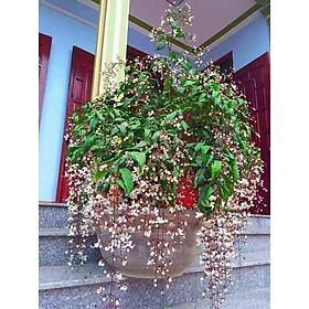 COMBO 2 BẦU CÂY GIỐNG " Dạ Ngọc Minh Châu " 60cm 981SP
