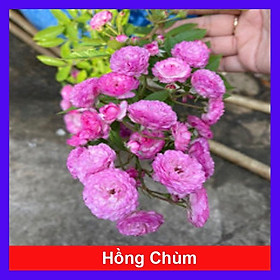 Hồng Ngoại Chùm Siêu Bông  - cây cảnh vườn + tặng phân bón cho cây