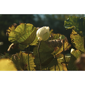 Mua Tranh canvas hoa Sen treo phòng khách ST-00378