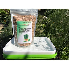 Combo 3 Khay Trồng + 1 kg Hạt Giống Cỏ Lúa Mì