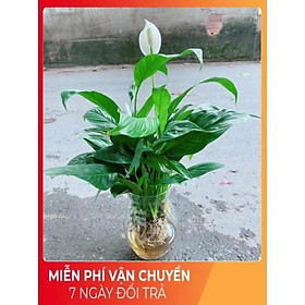 Mua Chậu Lan Ý Thuỷ Sinh