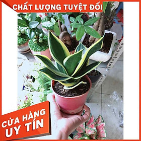 Lưỡi hổ thái Nhiều Người Mua