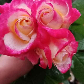 Mua Cơm bo đủ màu cành Triết hoa hồng bụi  leo