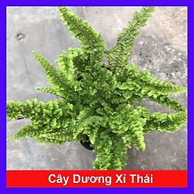 Hình ảnh Cây Dương Xỉ Thái - Cây cảnh để trong nhà + Tặng phân bón cho cây