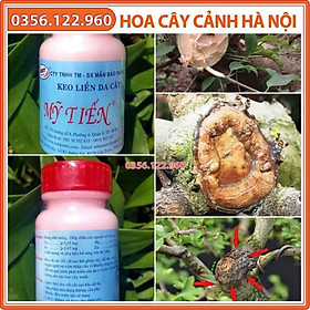 Mua Keo liền sẹo mỹ tiến