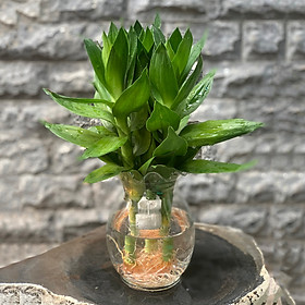Chậu Cây Trúc Phú Quý Thủy Sinh