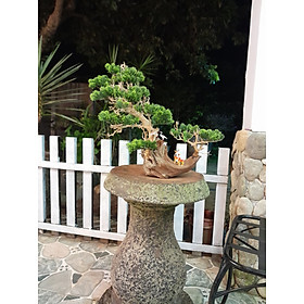 Bonsai Bể Cá – Cây Bonsai Đặt Phòng Khách