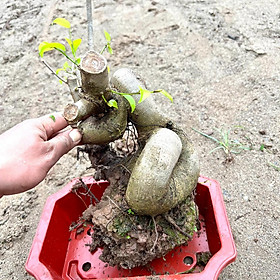 Mua Cây sanh phôi bonsai (ảnh thật)