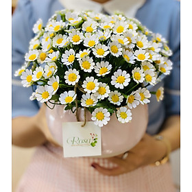Mua Chậu cúc tana