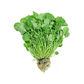 XÀ LÁCH XOONG THỦY CANH JOLLY