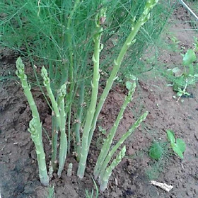 Mua Cây giống măng tây xanh bầu giống