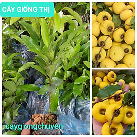Mua CÂY GIỐNG THỊ