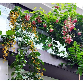 Cây hoa lan hoàng dương, chậu hoa lan hoàng dương, trang trí nhà cửa ban công sân vườn cam kết chất lượng