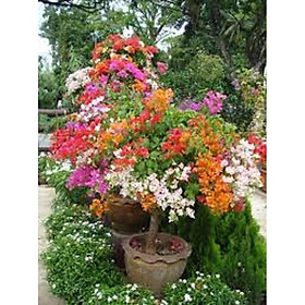 HOA GIẤY ĐỦ MÀU - BẦU NHỎ CÂY ĐẸP