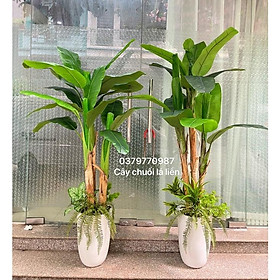Mua Cây chuối giả trang trí   lá liền độ cao 160cm loại 1