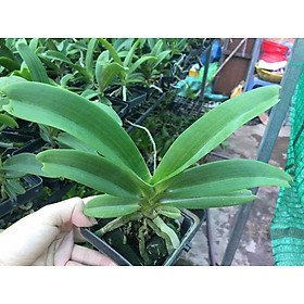 Mua Ngọc điểm màu cây trưởng thành cây cực đẹp