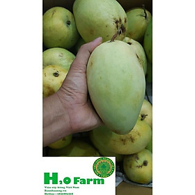 Mua Cây xoài 4 mùa - Trung Tâm Giống NUA + Tặng 01 cây dâu da đất ( bòn bon)