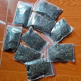 Mua Hạt hoa sao nhái