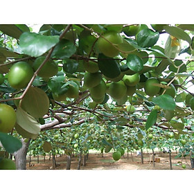 2 cây giống táo đại quả to chuẩn F1 - Tặng cây giống sâm đất