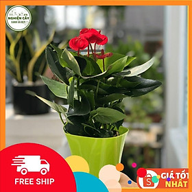 Cây hồng môn đỏ để bàn siêu hoa