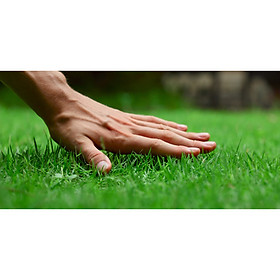 Bộ 1 gói Hạt giống cỏ nhung nhật