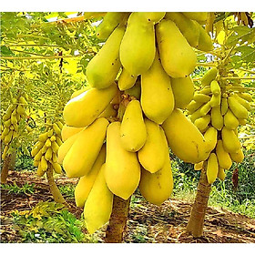 Mua Combo 2 gói hạt giống đu đủ da vàng-gói 5 hạt/tặng kèm gói phân bón lót