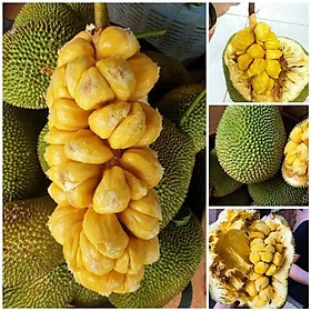 Mua CÂY GIỐNG MÍT TỐ NỮ