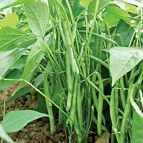 Mua Hạt Giống Đậu Cove Hạt Trắng Dạng Bụi (5gr)