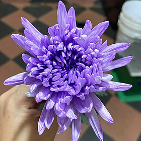 Mua Màu Nước Nhuộm Hoa Tươi Israel Chuyên Dụng (Set 10 chai nhỏ) đủ 12 màu cơ bản tuỳ chọn cho nhuộm hoa  màu không lên lá