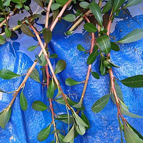 Mua Dừa nước khô (dua nuoc kho) sp9