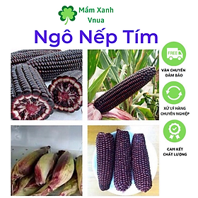 Mua Hạt Giống Ngô Nếp Tím - Bắp Nếp Tím Cao Sản - Gói 5Gr