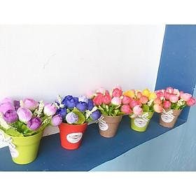 Mua Chậu hoa nụ nhí xinh (HOA BÚP NỤ) GIAO MÀU NGẪU NHIÊN