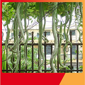 Mua Hạt Giống Mướp Rắn - Nảy Mầm Cực Chuẩn